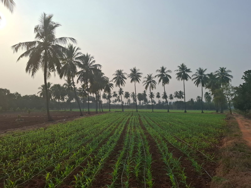  5 Acre Agricultural/Farm Land for Sale in Nuzvid, Krishna