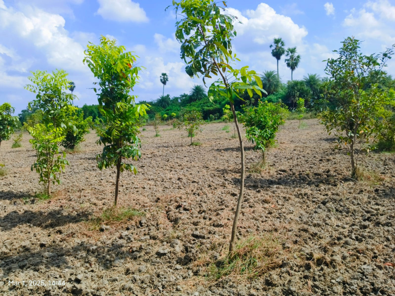  Agricultural Land 9600 Sq.ft. for Sale in Uthiramerur, Kanchipuram