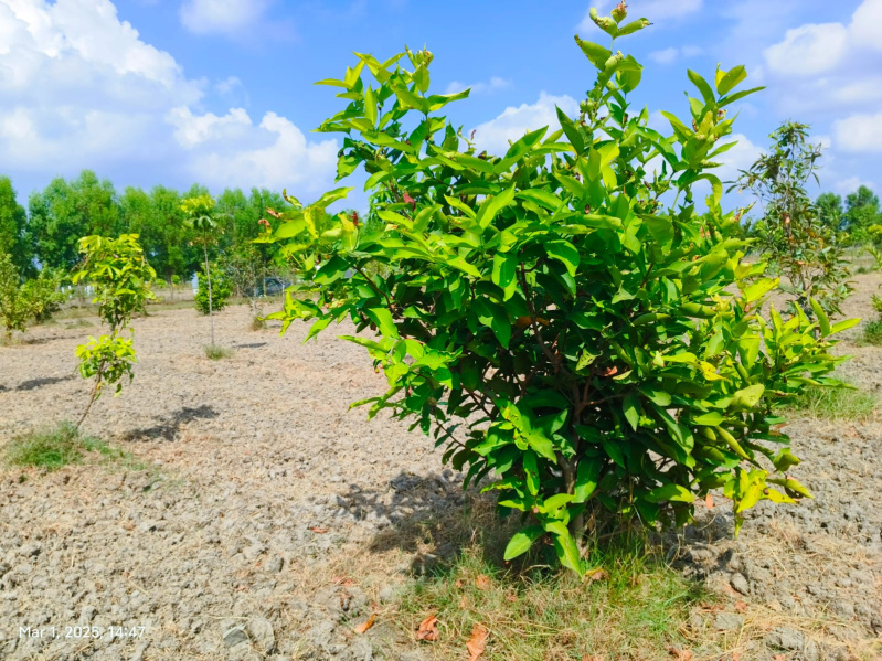  Agricultural Land 9600 Sq.ft. for Sale in Uthiramerur, Kanchipuram