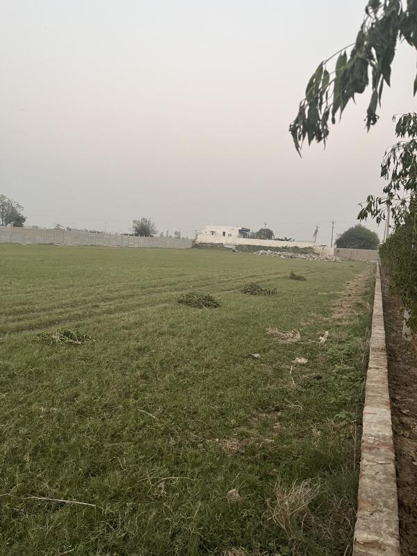 3 BHK 1800 Sq. Yards Farm House for Sale in Manjhawali Village, Faridabad