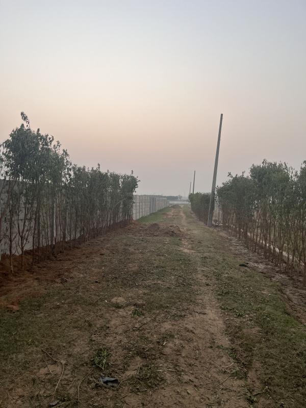 3 BHK 1800 Sq. Yards Farm House for Sale in Manjhawali Village, Faridabad