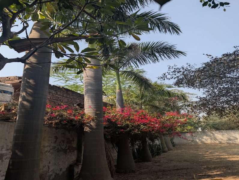 1 RK 1210 Sq. Yards Farm House for Sale in Sector 61, Faridabad