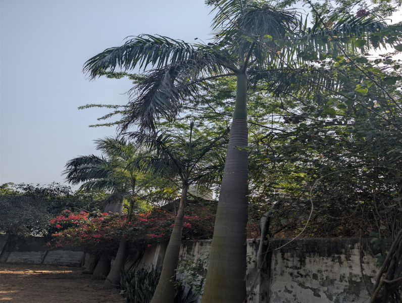 1 RK 1210 Sq. Yards Farm House for Sale in Sector 61, Faridabad