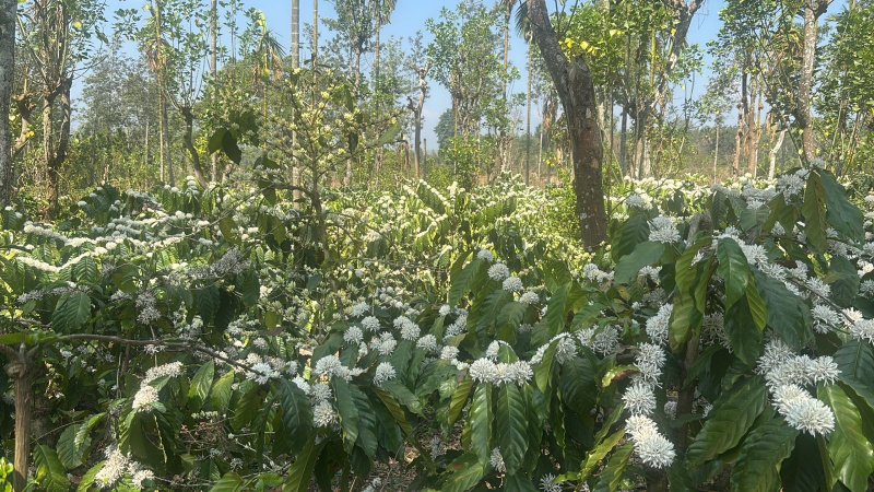  Agricultural Land 3 Acre for Sale in Kushalnagar, Kodagu