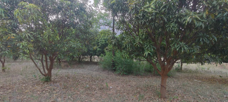  Agricultural Land 1 Acre for Sale in Bhawanipatna, Kalahandi