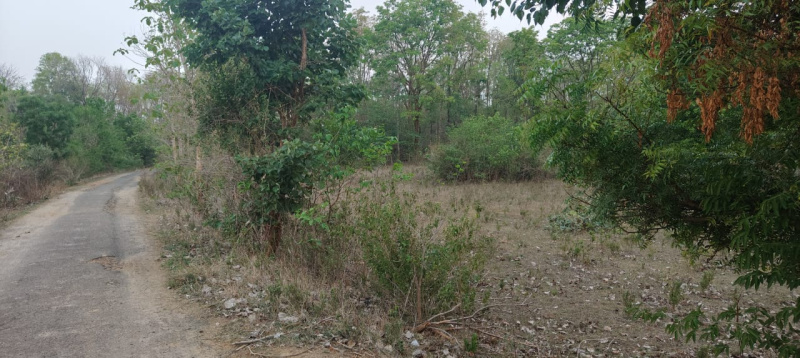  Agricultural Land 1 Acre for Sale in Bhawanipatna, Kalahandi