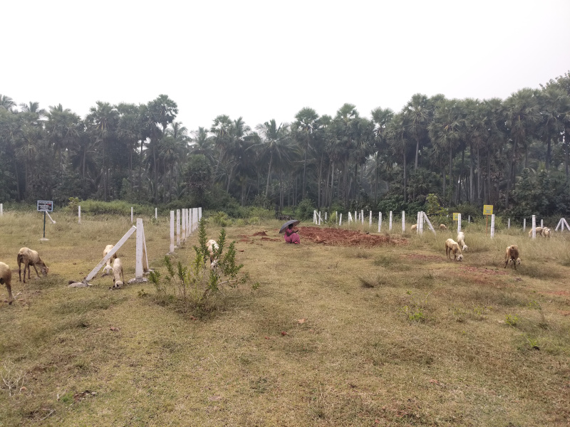  200 Sq. Yards Residential Plot for Sale in Bhogapuram, Visakhapatnam