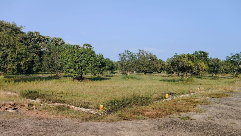  200 Sq. Yards Residential Plot for Sale in Peddipalem, Visakhapatnam, 