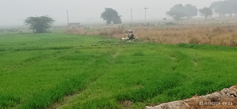  Agricultural Land 9 Hectares for Sale in Harpalpur, Hardoi