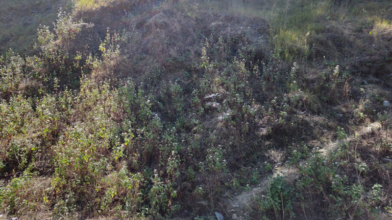  Commercial Land 17400 Sq.ft. for Rent in Lansdowne, Pauri Garhwal