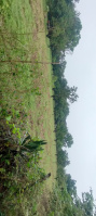  Agricultural Land for Sale in Hasanpur, Amroha