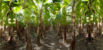  Agricultural Land for Sale in Kusumba, Jalgaon