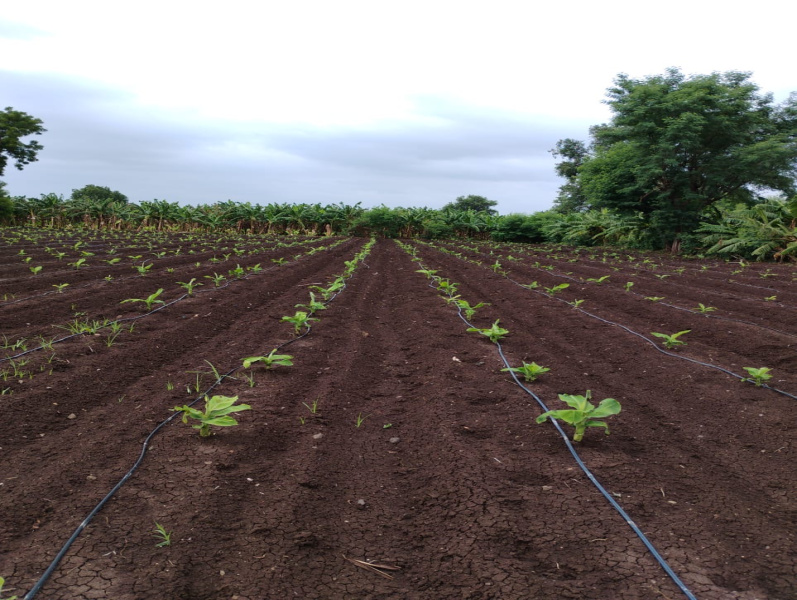  Agricultural Land 6 Acre for Sale in Kusumba, Jalgaon