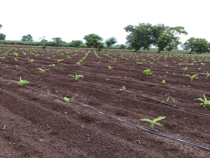  Agricultural Land 6 Acre for Sale in Kusumba, Jalgaon