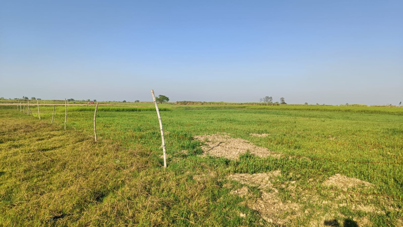  Agricultural Land 20000 Sq.ft. for Sale in Ayodhya Bypass, Faizabad