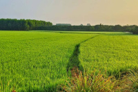 Agricultural Land for Sale in Lepakshi, Anantapur