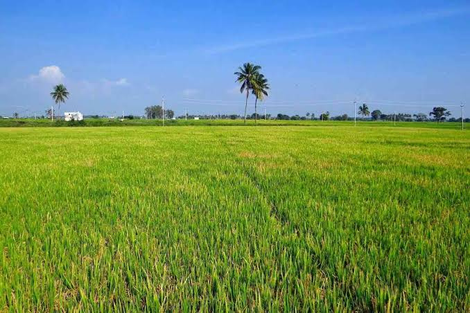  Agricultural Land 6 Acre for Sale in Lepakshi, Anantapur