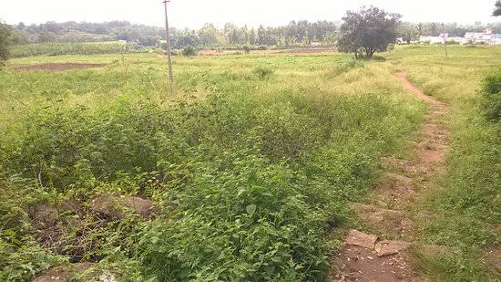  Agricultural Land 6 Acre for Sale in Lepakshi, Anantapur