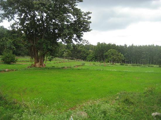  Agricultural Land 6 Acre for Sale in Lepakshi, Anantapur