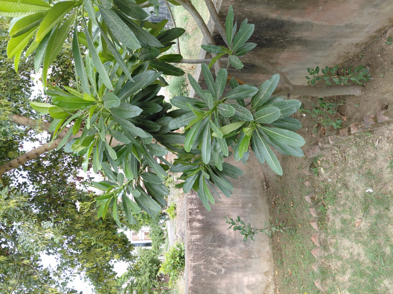  Residential Plot 351 Sq. Meter for Sale in New Moradabad