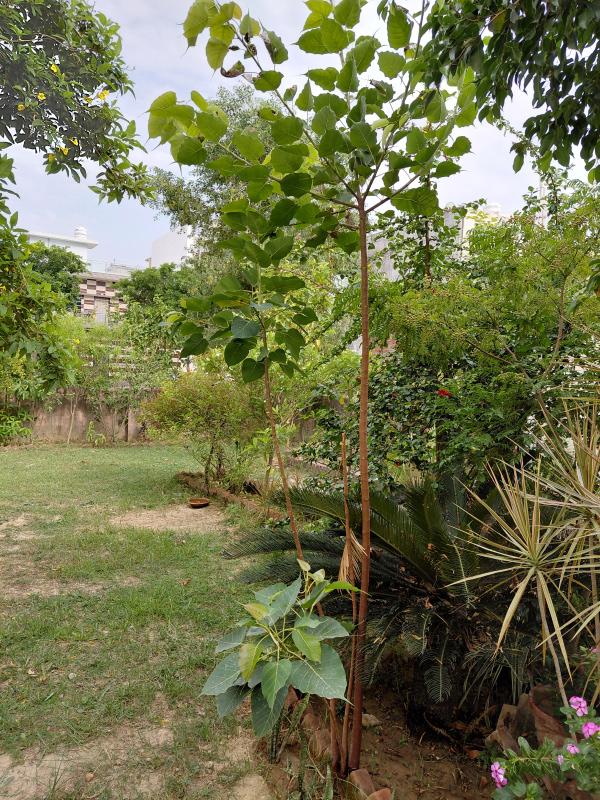  Residential Plot 150 Sq. Meter for Sale in New Moradabad