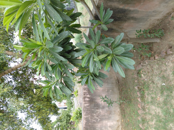  Residential Plot for Sale in New Moradabad