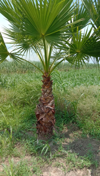  72 Sq. Meter Residential Plot for Sale in New Moradabad