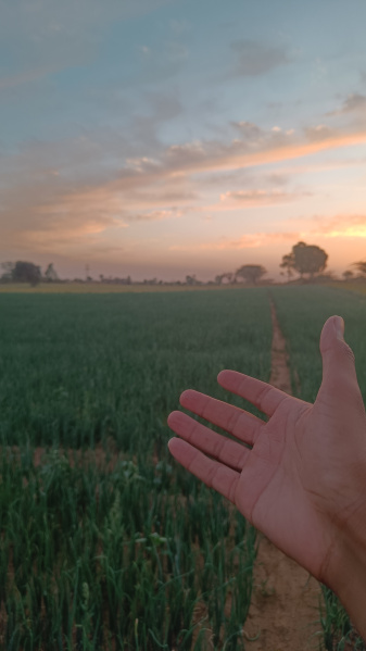  Agricultural Land 80 Bigha for Sale in Pushkar, Ajmer