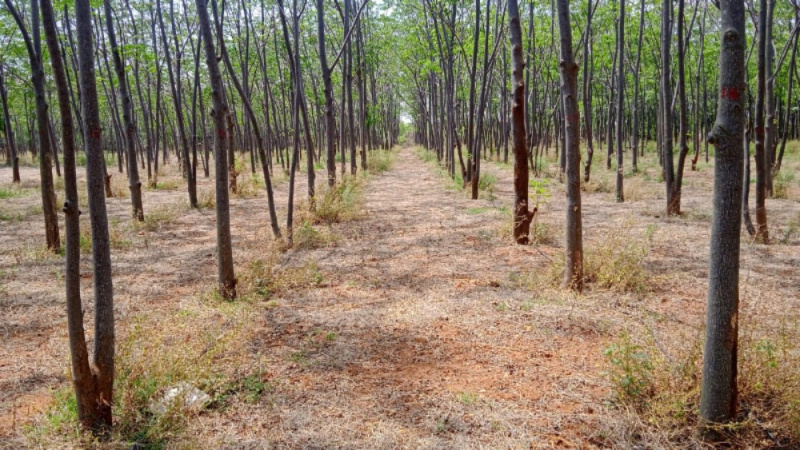  Agricultural Land 1 Acre for Sale in Gulzarpet, Anantapur
