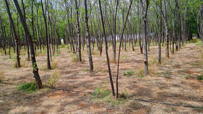  Agricultural Land 1 Acre for Sale in Gulzarpet, Anantapur