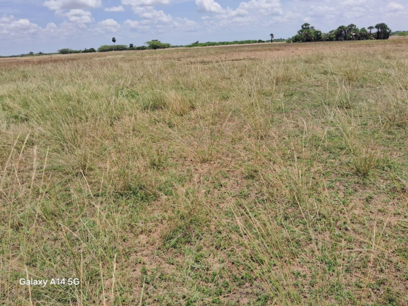  83 Cent Agricultural/Farm Land for Sale in Thirupuvanam, Madurai