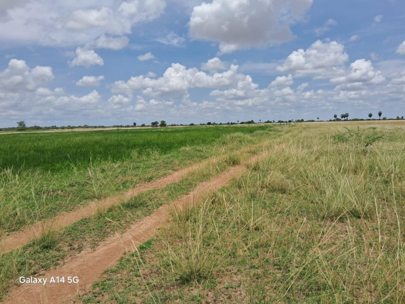  83 Cent Agricultural/Farm Land for Sale in Thirupuvanam, Madurai