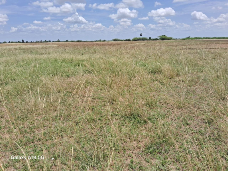  83 Cent Agricultural/Farm Land for Sale in Thirupuvanam, Madurai