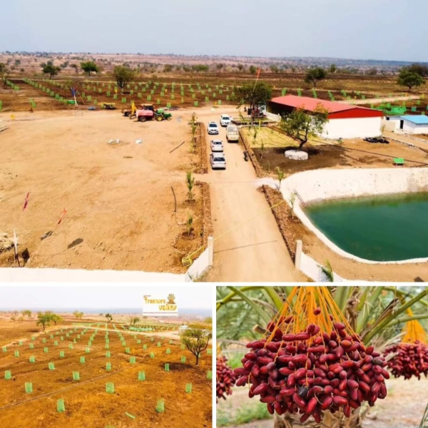  Residential Plot 605 Sq. Yards for Sale in Narayankhed, Sangareddy