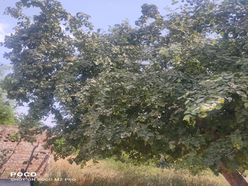  Agricultural Land 3 Bigha for Sale in Professor Colony, Charkhi Dadri