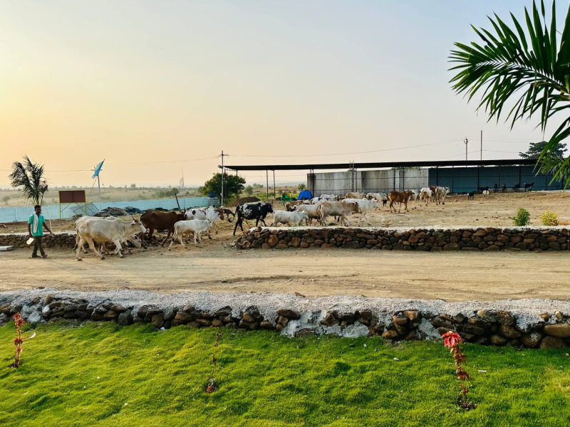  Agricultural Land 605 Sq. Yards for Sale in Narayankhed, Sangareddy