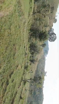  Commercial Land for Sale in Lohna, Palampur