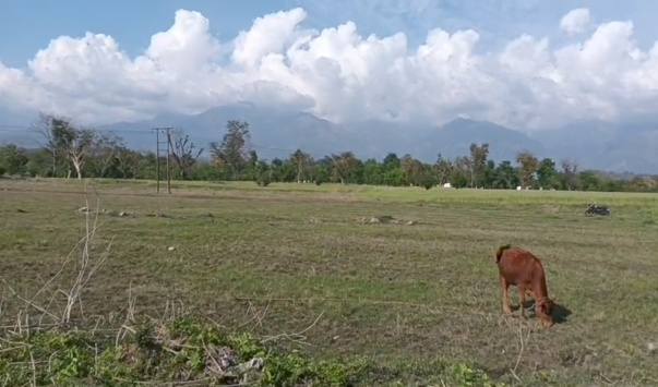  Commercial Land 36864 Sq. Meter for Sale in Matour, Kangra