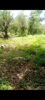  Commercial Land for Sale in Khanyara Road, Dharamsala