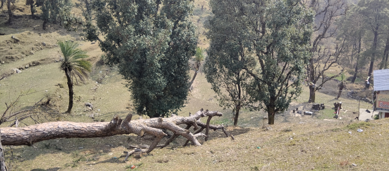  520 Marla Commercial Land for Sale in Naddi, Dharamsala