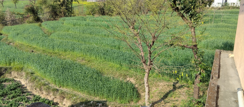  140 Marla Commercial Land for Sale in Tang Narwana, Dharamshala