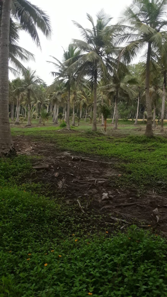  Agricultural Land 2 Ares for Sale in Razole, East Godavari