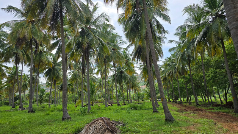  Agricultural Land 25 Cent for Sale in Kamarajar Salai, Madurai