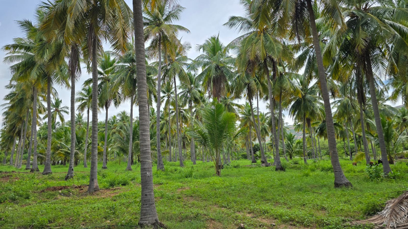  Agricultural Land 25 Cent for Sale in Kamarajar Salai, Madurai