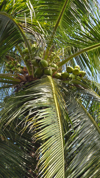  Agricultural Land 25 Cent for Sale in Virattipathu, Madurai