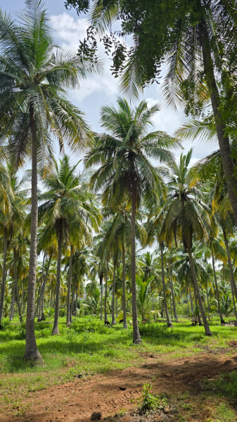  Agricultural Land 13068 Sq.ft. for Sale in Kalavasal, Madurai