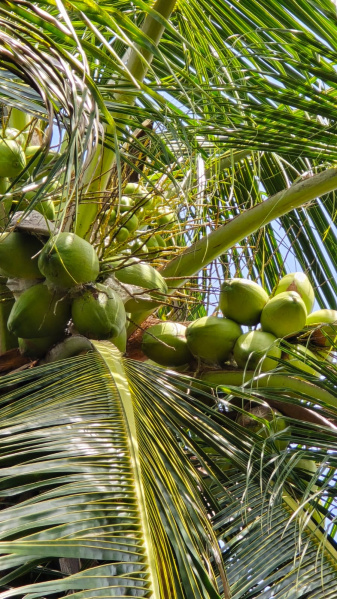  Agricultural Land 1 Cent for Sale in Kalavasal, Madurai