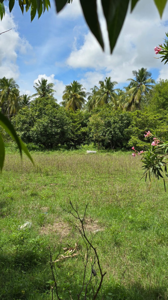  Agricultural Land 50 Cent for Sale in Kalavasal, Madurai