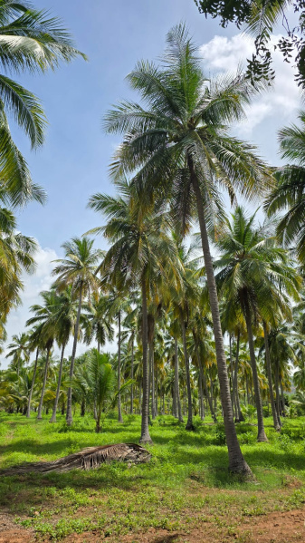  Agricultural Land 50 Cent for Sale in Kalavasal, Madurai
