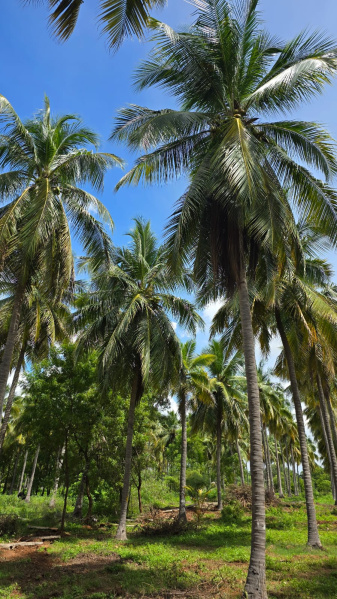  Agricultural Land 21800 Sq.ft. for Sale in Kalavasal, Madurai